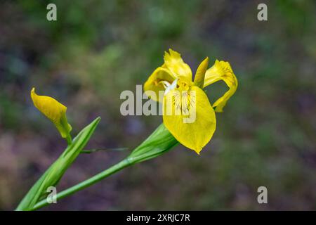 Issaquah, Washington, USA. Roy Davidson Iris, eine bärtlose Hybride, wächst in einem Teich. Stockfoto