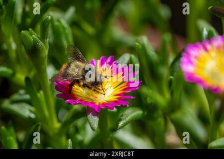 Issaquah, Washington, USA. Eispflanzen werden von einer Hummel bestäubt. Delosperma nubigenum Hot Pink Wonder. Stockfoto