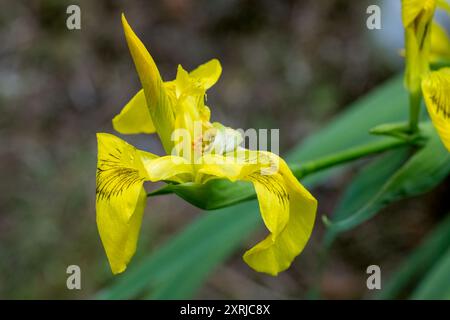 Issaquah, Washington, USA. Roy Davidson Iris, eine bärtlose Hybride, wächst in einem Teich. Stockfoto