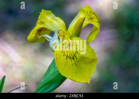 Issaquah, Washington, USA. Roy Davidson Iris, eine bärtlose Hybride, wächst in einem Teich. Stockfoto