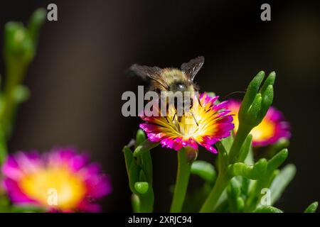 Issaquah, Washington, USA. Eispflanzen werden von einer Hummel bestäubt. Delosperma nubigenum Hot Pink Wonder. Stockfoto