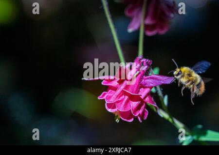 Issaquah, Washington, USA. Die Blüte der Coumbine wird von einer Hummel bestäubt Stockfoto