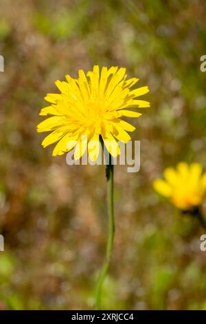 Mima Mounds Natural Area Preserve in der Nähe von Olympia, Washington, USA. Glatte Karettbartblüte (Crepis capillaris) Nahaufnahme Stockfoto