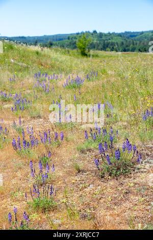 Mima Mounds Natural Area Preserve in der Nähe von Olympia, Washington, USA. Praire Lupine (Lupinus lepidus) Wildblumen Stockfoto