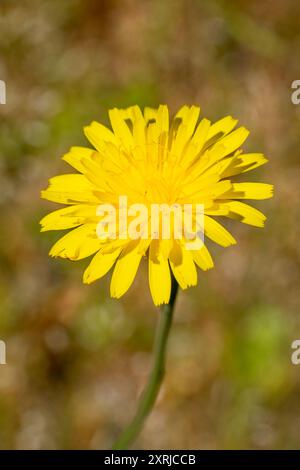 Mima Mounds Natural Area Preserve in der Nähe von Olympia, Washington, USA. Cutleaf Microseris Wildblume (Ranunculus occidentalis) Stockfoto