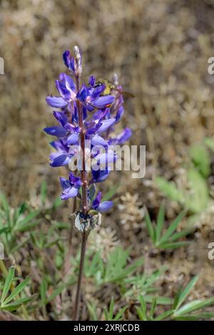 Mima Mounds Natural Area Preserve in der Nähe von Olympia, Washington, USA. Praire Lupine (Lupinus lepidus) Wildblume mit Hummel Stockfoto