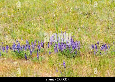 Mima Mounds Natural Area Preserve in der Nähe von Olympia, Washington, USA. Praire Lupine (Lupinus lepidus) Wildblumen Stockfoto