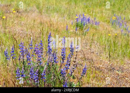 Mima Mounds Natural Area Preserve in der Nähe von Olympia, Washington, USA. Praire Lupine (Lupinus lepidus) Wildblumen Stockfoto