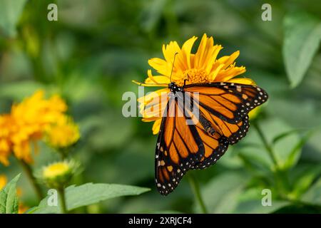 Woodland Park Zoo, Seattle, WA. Monarchschmetterling bestäubt eine gelbe Blume Stockfoto