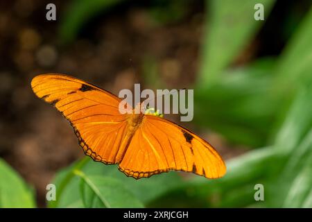 Woodland Park Zoo, Seattle, WA. Julia Helikonischer Schmetterling Stockfoto