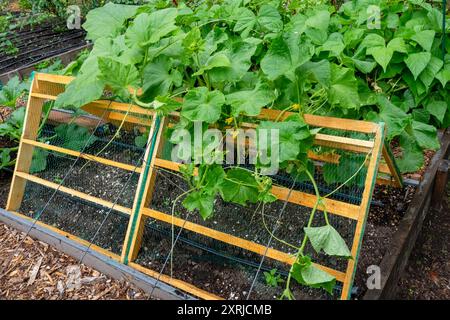 Issaquah, Washington, USA. Kürbis wächst auf einem Gitter im A-Rahmen-Stil in einem Gemeinschaftsgarten Stockfoto