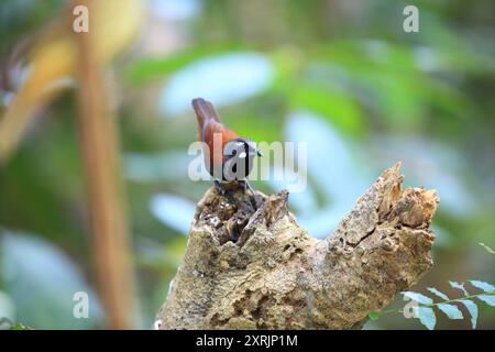 Der Schwarzkehlschnabel (Stachyris nigricollis) ist eine Vogelart aus der Familie Timaliidae. Dieses Foto wurde in Malaysia aufgenommen. Stockfoto