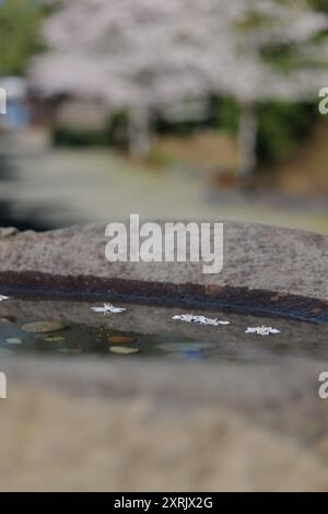 Cherry Blossoms am Japanese American Exclusion Memorial, einem National Historic Park auf Bainbridge Island, Washington Stockfoto