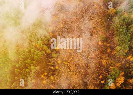 Luftaufnahme einer Holzfällerzone durchquert den Wald. Blick von oben auf Buschfeuer und Rauch in der Entwaldungszone. Wildes offenes Feuer zerstört Gras. Natur in Stockfoto