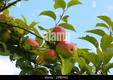 Fast reife Äpfel hängen am Montag 08.07.2024 in Kneese Landkreis Nordwestmecklenburg bei einem Presstermin in einer Obstplantage an einem Baum. Im Verlauf des Tages besuchte der Bundesminister für Ernährung und Landwirtschaft Cem Özdemir im Rahmen seiner Sommertour, die in diesem Jahr den Titel die Kraft unseres Landes trägt, den Ort Kneese. Dort besichtigt er die örtliche Mosterei. Dabei spricht er mit Mitarbeitern und macht sich ein Bild von dem Portfolio der Firma. Die Sommertour führt den Minister vom 8. bis 12. Juli 2024 quer durch Deutschland. Sein Ziel ist es dabei, mit Unternehmen aus Stockfoto