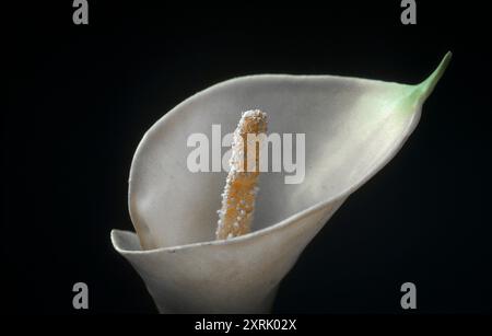 Calla. Angeordnetes Konzeptfoto einer weißen Blumenblüte vor schwarzem Hintergrund Stockfoto