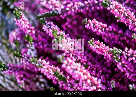 Konzeptfoto einer rosafarbenen Heidekraut-Pflanze. Calluna Vulgaris. Deutschland. Wahner Heide Stockfoto