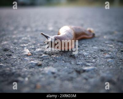 Schnecke auf einer regnerischen Asphaltstraße Stockfoto