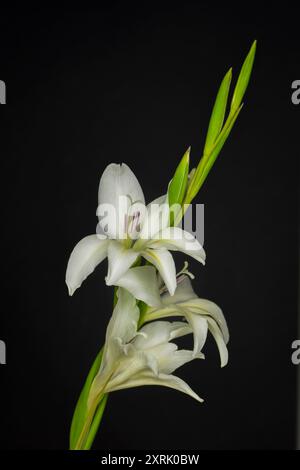 Angeordnetes Konzeptfoto einer weißen Blumenblüte vor schwarzem Hintergrund Stockfoto