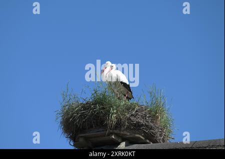 Dorf Bergenhusen, Storchenkolonie mit ca. 20 Brutpaaren, Schleswig-Holstein, Kreis Schleswig-Flensburg, Deutschland Stockfoto