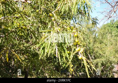 Indische Stachelbeere, auch bekannt als Amla (Phyllanthus emblica) Baum mit Beeren Stockfoto