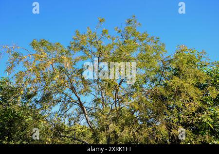 Indische Stachelbeere, auch bekannt als Amla (Phyllanthus emblica) Baum mit Beeren Stockfoto