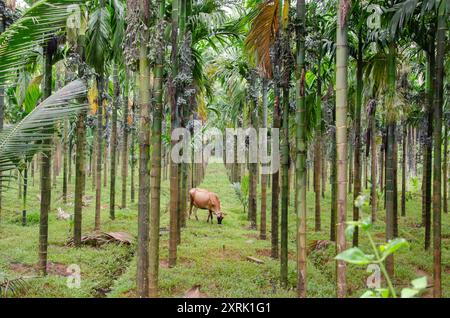 Areca-Nusspflanzen mit Areca-Nusssträuchern in einer Plantage Stockfoto