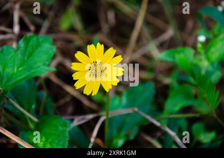 Singapore Daisy auch bekannt als Sphagneticola trilobata, Bay Biscayne Creeping-oxeye, Creeping-oxeye, Trailing Gänseblümchen und Wedelia Stockfoto