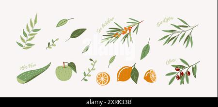 Organische Inhaltsstoffe der pflanzlichen Medizin 2D-Zeichentrickobjekte Set. Frische Zweige Blätter und Früchte flache Linie Vektorobjekte auf weißem Hintergrund Stock Vektor