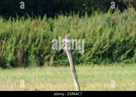 Ein Falke sitzt majestätisch und stolz auf einem hölzernen Pfosten, umgeben von dem lebhaften Grün der Naturschönheiten Stockfoto