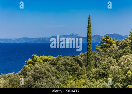 Alte Zypressen und Kiefern in Trpanj in Kroatien auf der Halbinsel Peljesac Stockfoto