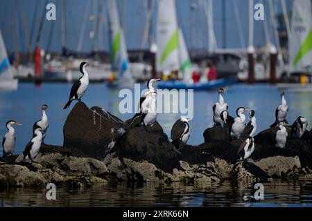 Gruppe australischer Rattenkormorane, die an einem sonnigen Tag auf einem felsigen Groyne thronten, mit geschäftigem Yachthafen im Hintergrund Stockfoto