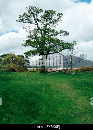 Ein einziger, hoch aufragender grüner Baum dominiert die grüne Landschaft, umgeben von üppigem Gras. Die Kulisse bietet sanfte Hügel und weit entfernte Moore Stockfoto