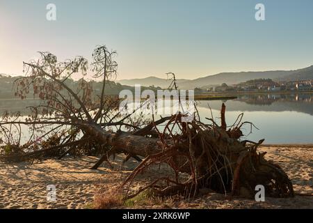Eine gefallene Kiefer in Foz del Val Miñor, die wegen Bodenmangel entwurzelt ist. Der Baum, der einst hoch stand, liegt jetzt auf dem Boden, seine Wurzeln sind freigelegt Stockfoto