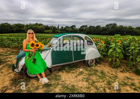 crawley, West Sussex 11. August 2024 Kommen Sie und verlieren Sie sich in der Schönheit unserer weitläufigen Sonnenblumenfelder, die sich über 12 Hektar der malerischen Landschaft von West Sussex erstrecken. Mit zahlreichen „Insta-worthy“-Fotospots, die in Tulleys Sunflower Fields verstreut sind, während des gesamten Monats August Turners Hill Road, Turners Hill, Crawley, West Sussex. Quelle: Paul Quezada-Neiman/Alamy Live News Stockfoto