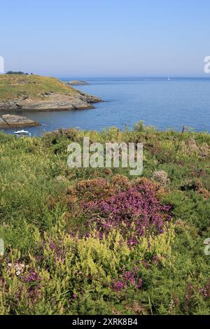 Blick nach Norden über die felsige Küste von Stang en Dour, Belle Ile en Mer, Bretagne, Frankreich Stockfoto