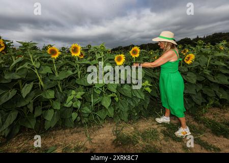 crawley, West Sussex 11. August 2024 Kommen Sie und verlieren Sie sich in der Schönheit unserer weitläufigen Sonnenblumenfelder, die sich über 12 Hektar der malerischen Landschaft von West Sussex erstrecken. Mit zahlreichen „Insta-worthy“-Fotospots, die in Tulleys Sunflower Fields verstreut sind, während des gesamten Monats August Turners Hill Road, Turners Hill, Crawley, West Sussex. Quelle: Paul Quezada-Neiman/Alamy Live News Stockfoto