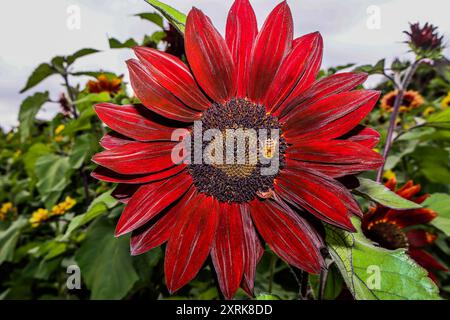 crawley, West Sussex 11. August 2024 Kommen Sie und verlieren Sie sich in der Schönheit unserer weitläufigen Sonnenblumenfelder, die sich über 12 Hektar der malerischen Landschaft von West Sussex erstrecken. Mit zahlreichen „Insta-worthy“-Fotospots, die in Tulleys Sunflower Fields verstreut sind, während des gesamten Monats August Turners Hill Road, Turners Hill, Crawley, West Sussex. Quelle: Paul Quezada-Neiman/Alamy Live News Stockfoto