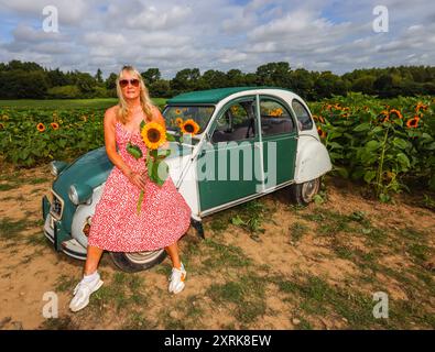 Crawley, West Sussex 11. August 2024 Kommen Sie und verlieren Sie sich in der Schönheit unserer weitläufigen Sonnenblumenfelder, die sich über 12 Hektar der malerischen Landschaft von West Sussex erstrecken. Mit zahlreichen „Insta-worthy“-Fotospots, die in Tulleys Sunflower Fields verstreut sind, während des gesamten Monats August Turners Hill Road, Turners Hill, Crawley, West Sussex. Quelle: Paul Quezada-Neiman/Alamy Live News Stockfoto