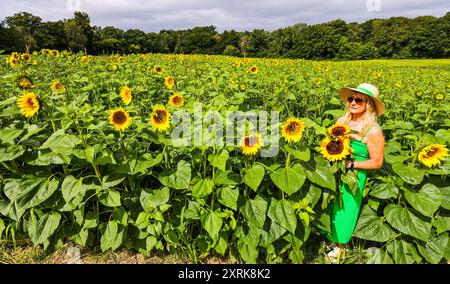 Crawley, West Sussex 11. August 2024 Kommen Sie und verlieren Sie sich in der Schönheit unserer weitläufigen Sonnenblumenfelder, die sich über 12 Hektar der malerischen Landschaft von West Sussex erstrecken. Mit zahlreichen „Insta-worthy“-Fotospots, die in Tulleys Sunflower Fields verstreut sind, während des gesamten Monats August Turners Hill Road, Turners Hill, Crawley, West Sussex. Quelle: Paul Quezada-Neiman/Alamy Live News Stockfoto