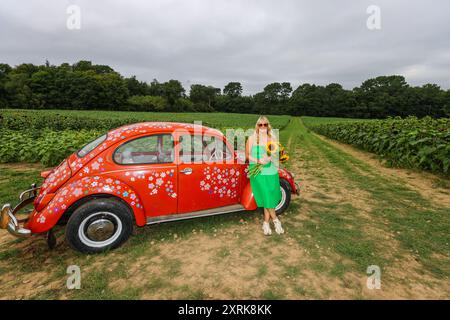 Crawley, West Sussex 11. August 2024 Kommen Sie und verlieren Sie sich in der Schönheit unserer weitläufigen Sonnenblumenfelder, die sich über 12 Hektar der malerischen Landschaft von West Sussex erstrecken. Mit zahlreichen „Insta-worthy“-Fotospots, die in Tulleys Sunflower Fields verstreut sind, während des gesamten Monats August Turners Hill Road, Turners Hill, Crawley, West Sussex. Quelle: Paul Quezada-Neiman/Alamy Live News Stockfoto