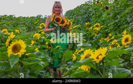 crawley, West Sussex 11. August 2024 Kommen Sie und verlieren Sie sich in der Schönheit unserer weitläufigen Sonnenblumenfelder, die sich über 12 Hektar der malerischen Landschaft von West Sussex erstrecken. Mit zahlreichen „Insta-worthy“-Fotospots, die in Tulleys Sunflower Fields verstreut sind, während des gesamten Monats August Turners Hill Road, Turners Hill, Crawley, West Sussex. Quelle: Paul Quezada-Neiman/Alamy Live News Stockfoto