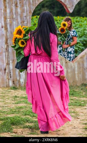 crawley, West Sussex 11. August 2024 Kommen Sie und verlieren Sie sich in der Schönheit unserer weitläufigen Sonnenblumenfelder, die sich über 12 Hektar der malerischen Landschaft von West Sussex erstrecken. Mit zahlreichen „Insta-worthy“-Fotospots, die in Tulleys Sunflower Fields verstreut sind, während des gesamten Monats August Turners Hill Road, Turners Hill, Crawley, West Sussex. Quelle: Paul Quezada-Neiman/Alamy Live News Stockfoto