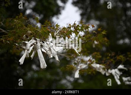 Malerischer Blick auf Omikuji auf einem Kiefernzweig, die traditionellen japanischen Wahrsagungspapierstreifen in Nara, Kansai Japan. Stockfoto