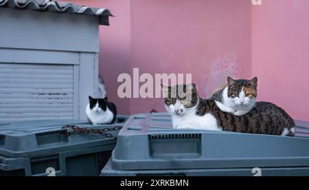 Eine flauschige Straßenkatze sitzt auf einem Müllcontainer und sieht in die Kamera. Eine obdachlose, flauschige Katze auf einer Straße. Katzenmutter mit ihrem Kätzchen. Das Konzept der Mutter Stockfoto