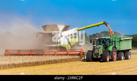 Mähdrescher und Traktor mit Laderwagen auf dem Kornfeld beladen den Anhänger - 8443 Stockfoto