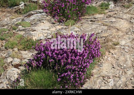 Lila Heidekraut wächst auf Felsen entlang des Küstenpfades GR340 auf Klippen in der Nähe von Deuborh, Belle Ile en Mer, Bretagne, Frankreich Stockfoto