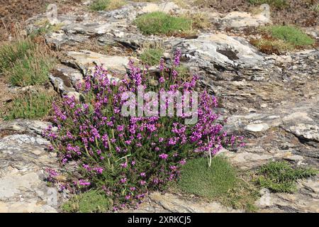 Lila Heidekraut wächst auf Felsen entlang des Küstenpfades GR340 auf Klippen in der Nähe von Deuborh, Belle Ile en Mer, Bretagne, Frankreich Stockfoto