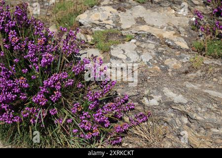 Lila Heidekraut wächst auf Felsen entlang des Küstenpfades GR340 auf Klippen in der Nähe von Deuborh, Belle Ile en Mer, Bretagne, Frankreich Stockfoto