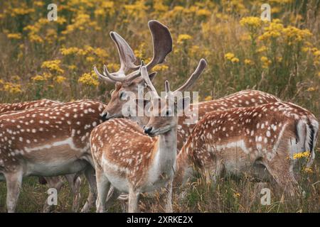 Männliche Hirsche einer großen Herde auf einem Feld eines Parks umgeben von Blumen und Wildtieren. Stockfoto